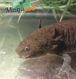 Magazoo Mexican axolotl Adult male (wild type)