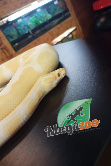 Magazoo Python royal albino Femelle (2 ans)
