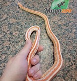 Magazoo Corn snake Tessera albino Male 3 years old /  Adoption-2nd chance