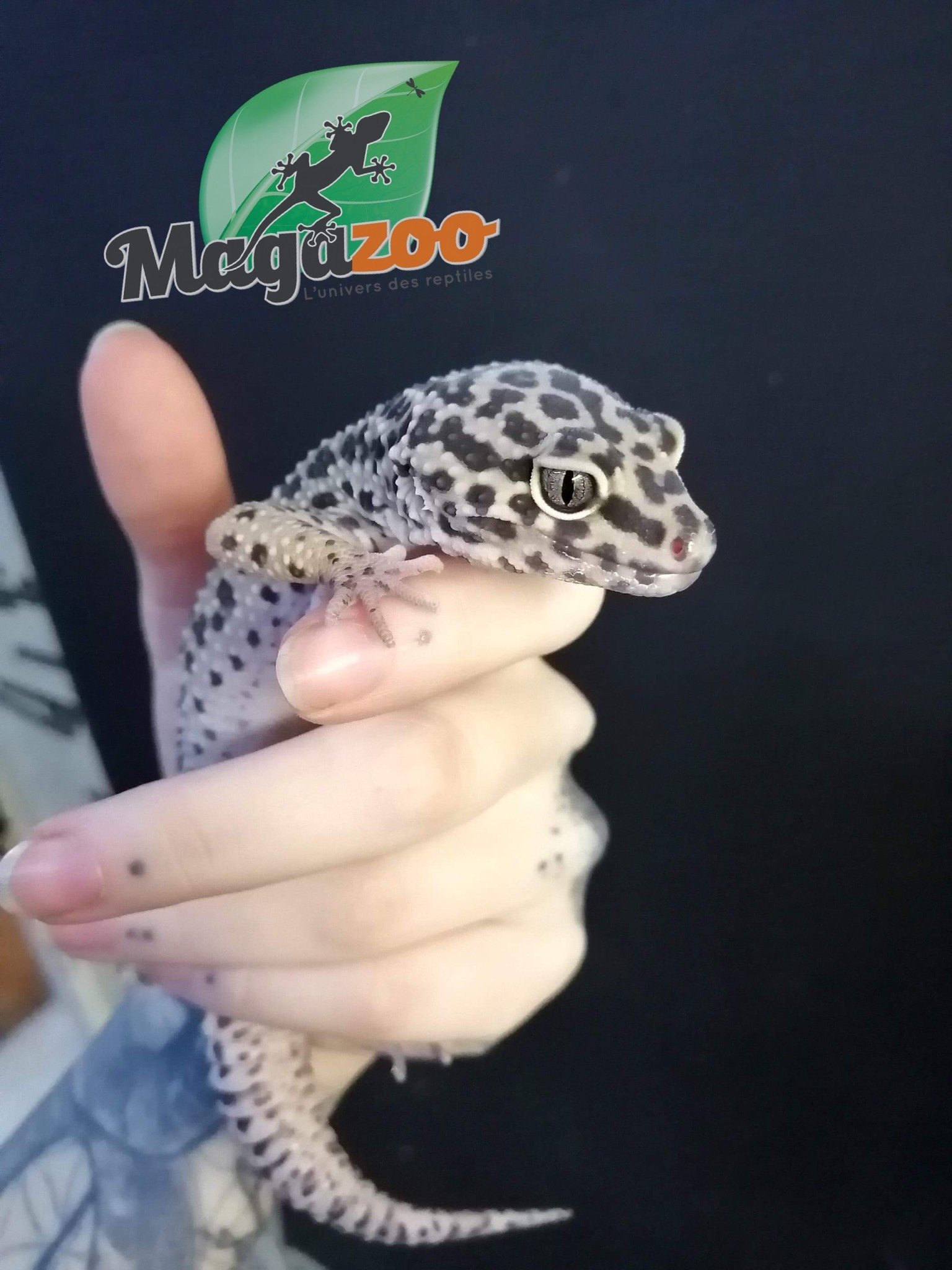 Magazoo Leopard gecko Adult male/ Adoption-2nd chance