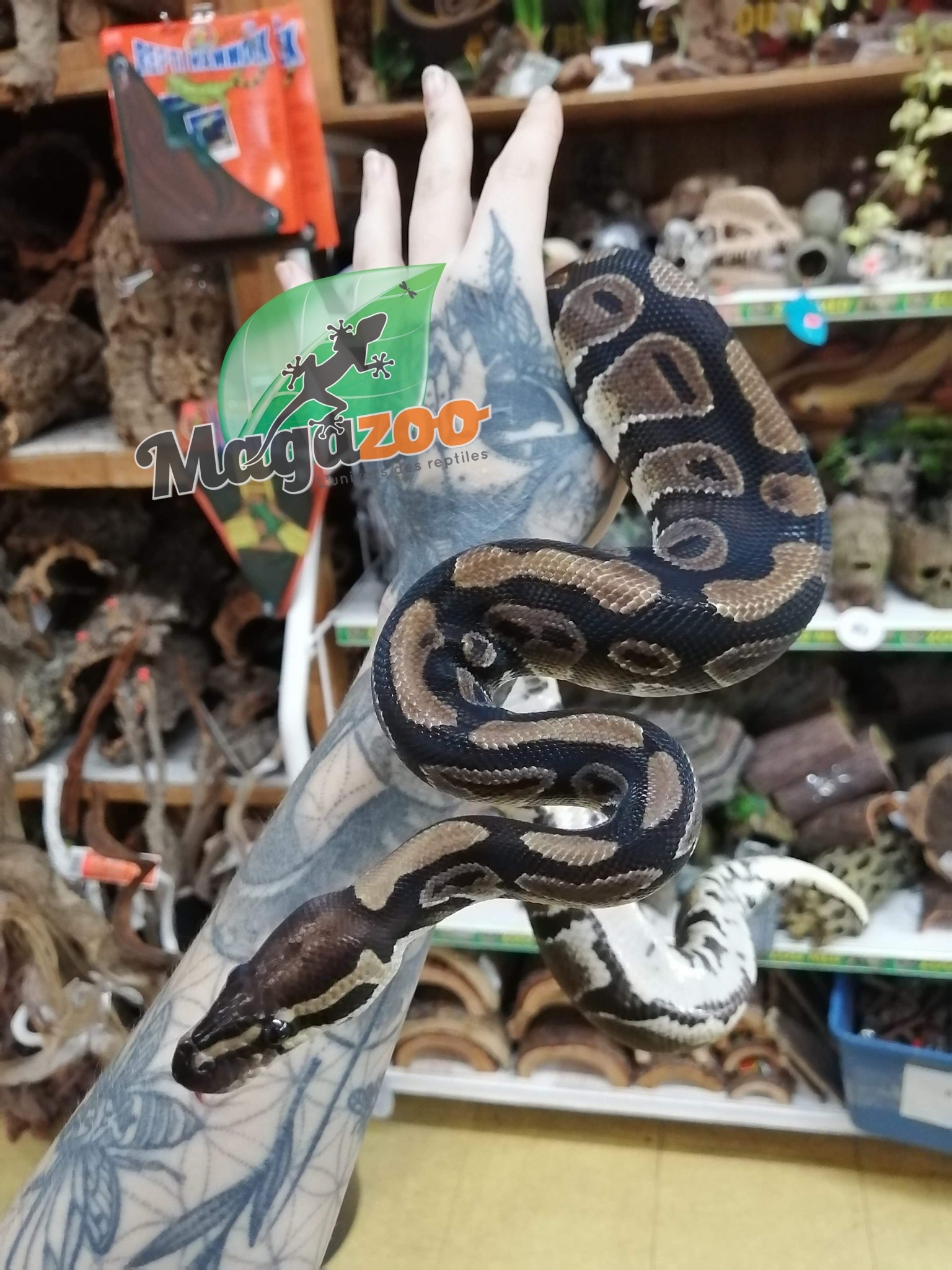 Magazoo Ball python (double het. Hypo pied) Male 2020