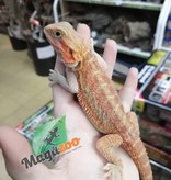 Magazoo Bearded dragon Translucent red Female #2