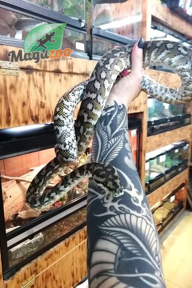 Magazoo Irian Jaya Carpet python (male 6 years old )