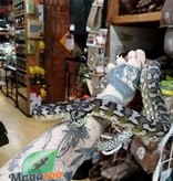 Magazoo Python tapis Irian Jaya (mâle 6 ans )