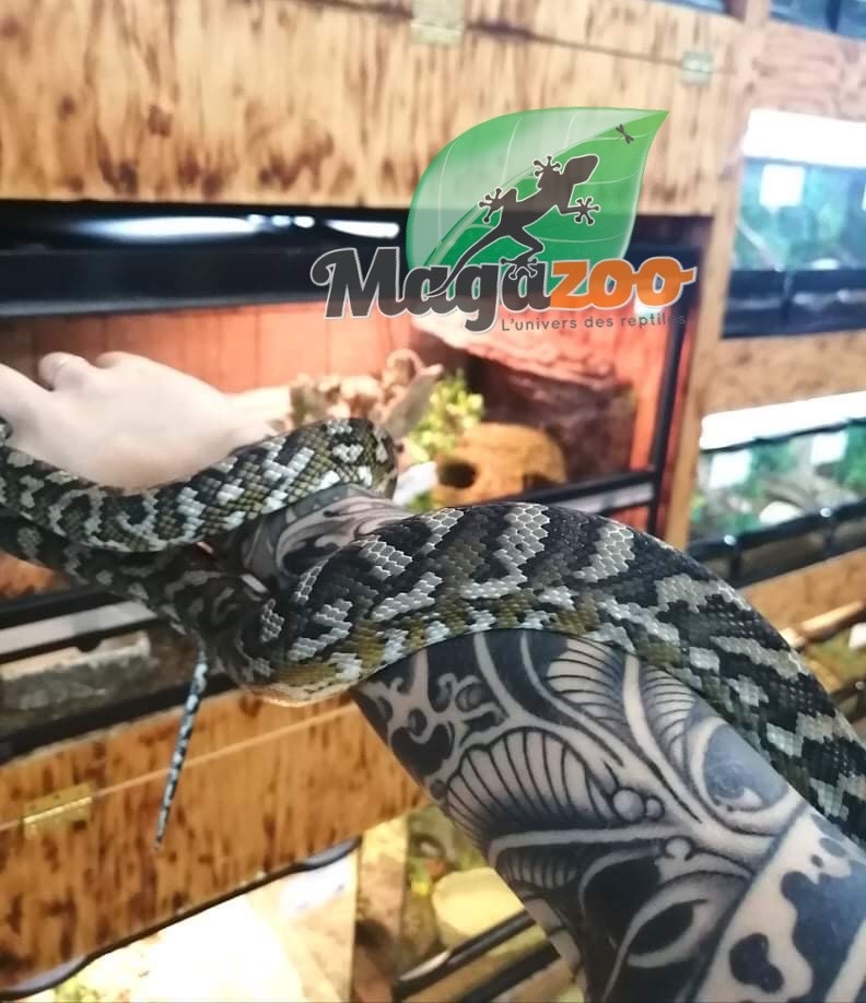 Magazoo Irian Jaya Carpet python (male 6 years old )