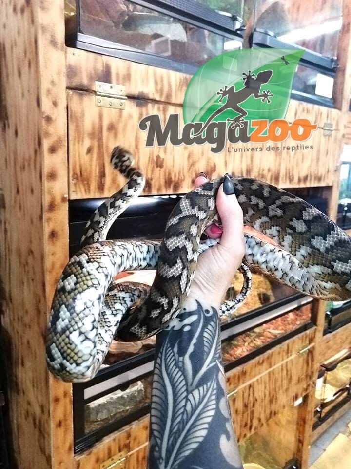Magazoo Python tapis Irian Jaya (mâle 6 ans )