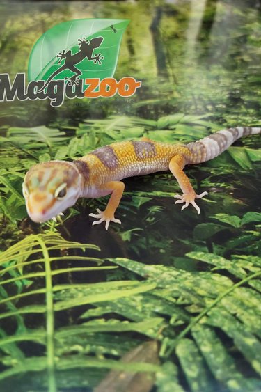 Magazoo Leopard gecko Albinos Tremper female (Born April 20, 2022 )