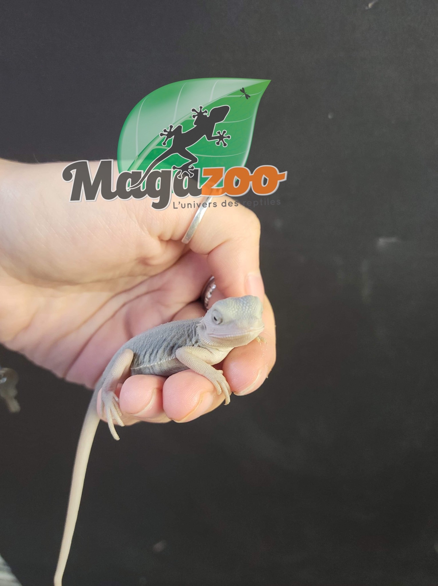 Magazoo Dragon Barbu Hypo Translucent Zero leatherback (het Witblit) male