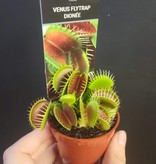 Magazoo Carnivorous plant / Venus fly trap
