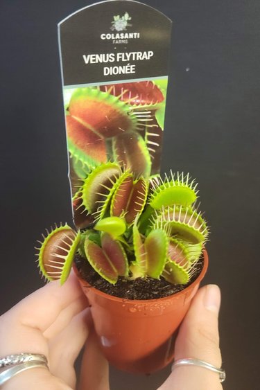 Magazoo Carnivorous plant / Venus fly trap