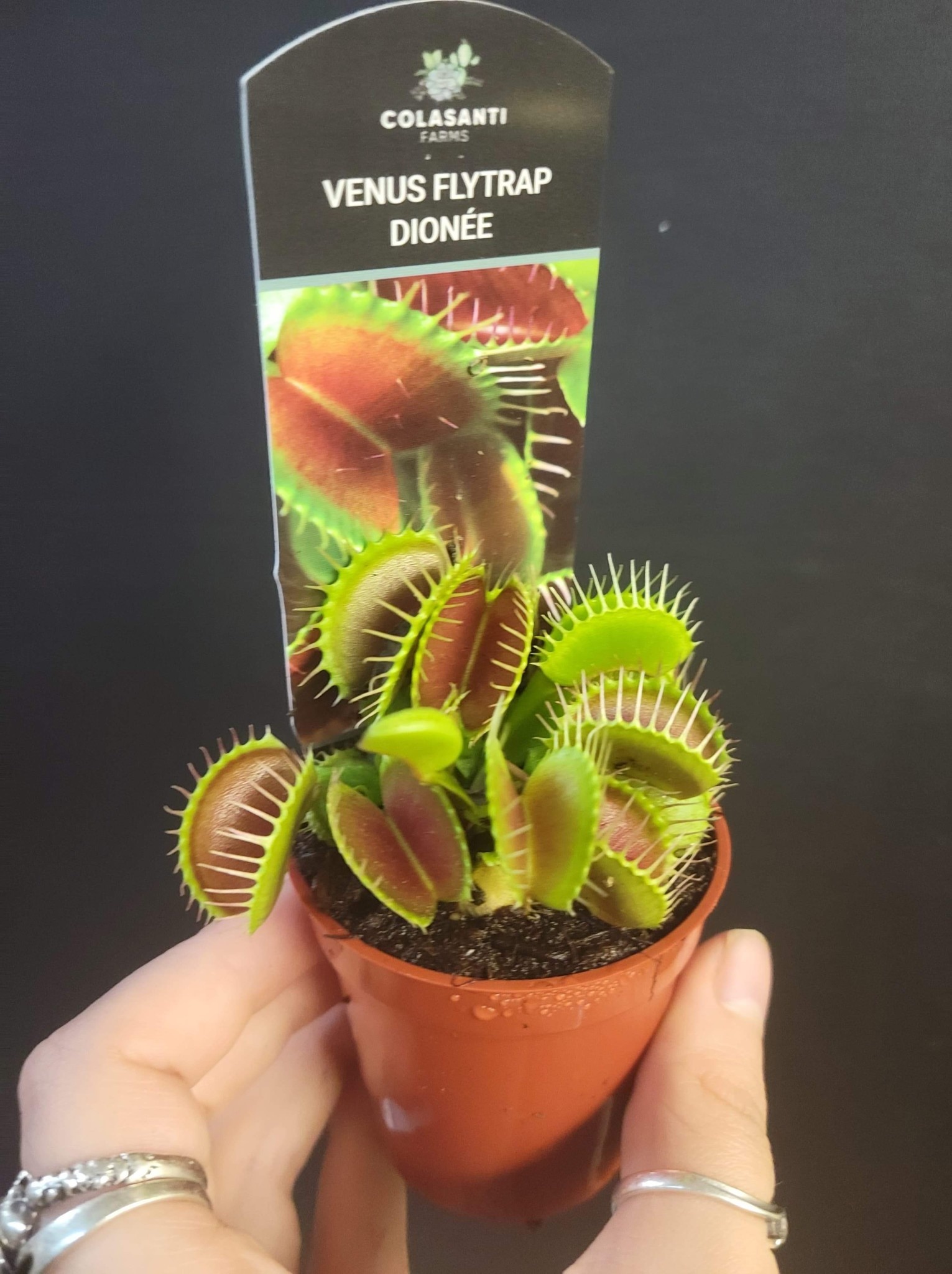 Magazoo Plante carnivore / Venus fly trap