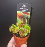 Magazoo Plante carnivore / Venus fly trap