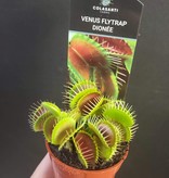 Magazoo Plante carnivore / Venus fly trap