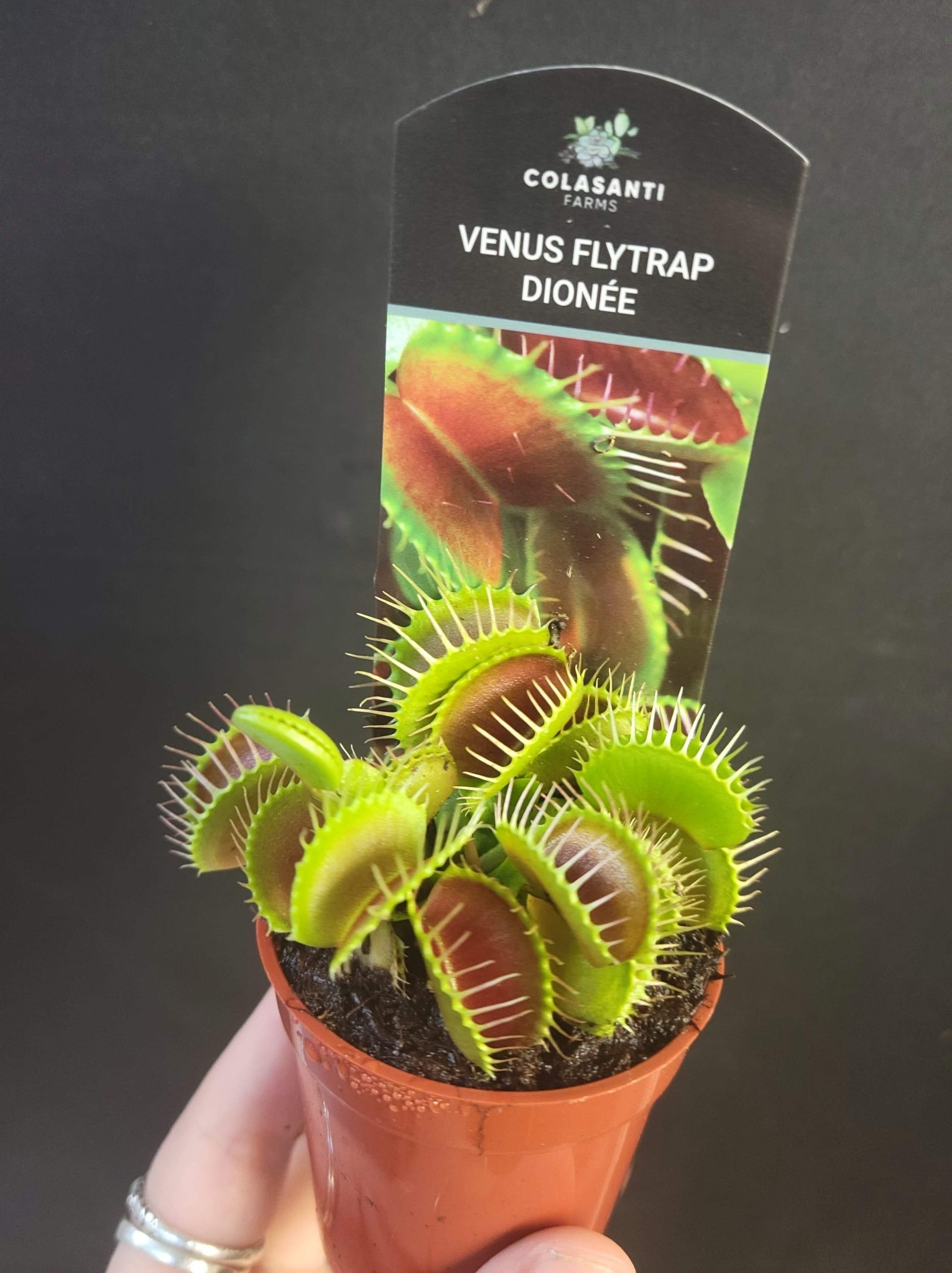 Magazoo Carnivorous plant / Venus fly trap