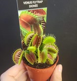 Magazoo Carnivorous plant / Venus fly trap
