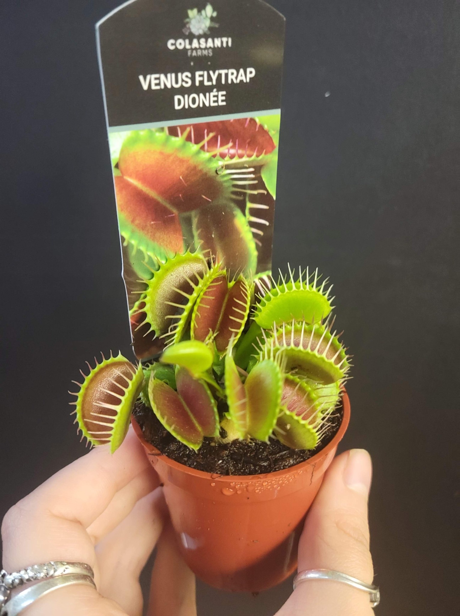 Magazoo Carnivorous plant / Venus fly trap