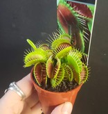 Magazoo Carnivorous plant / Venus fly trap