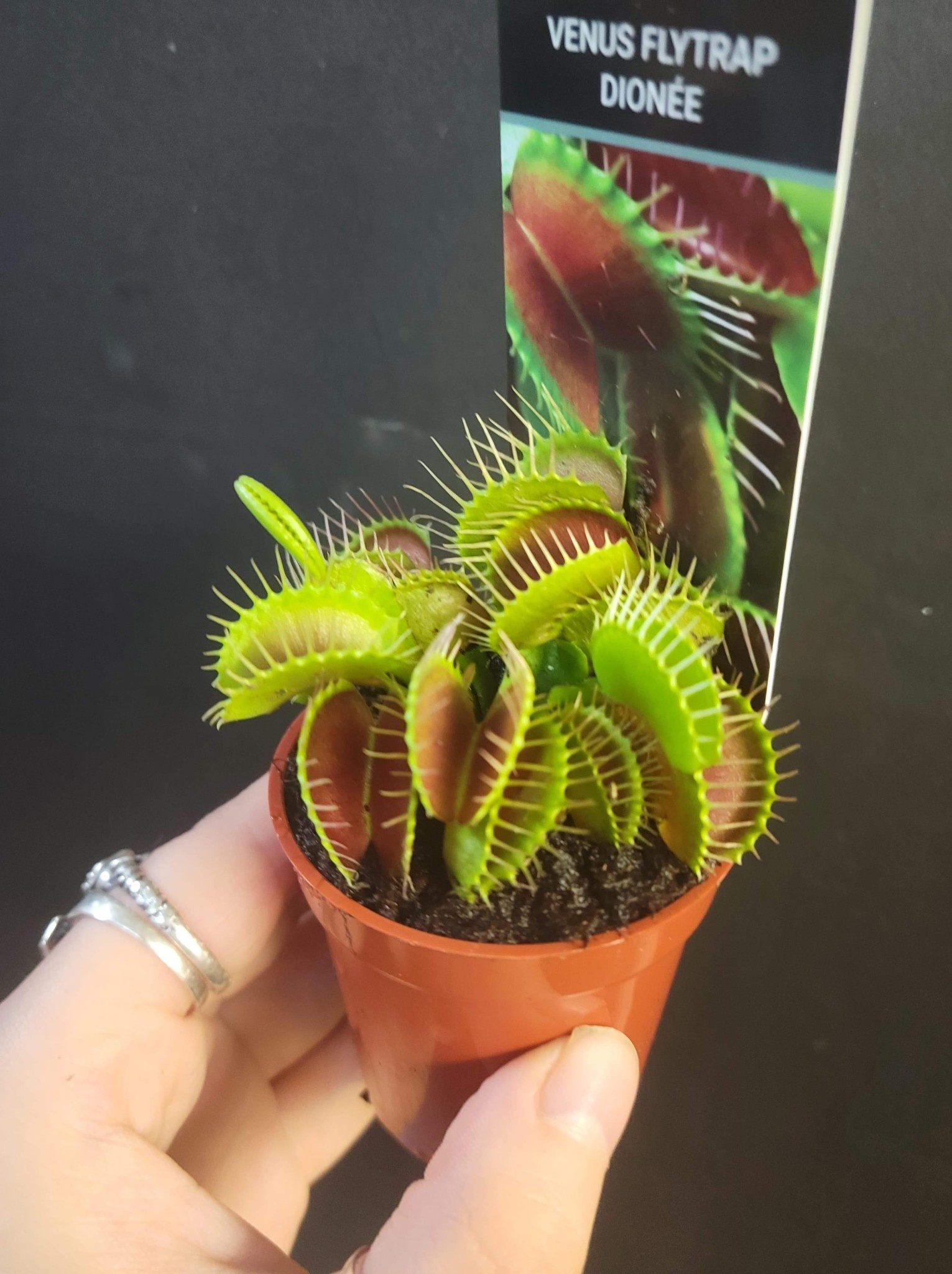 Magazoo Carnivorous plant / Venus fly trap