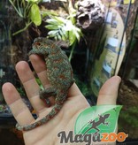 Magazoo Gecko gargouille Orange Blotch Femelle adulte
