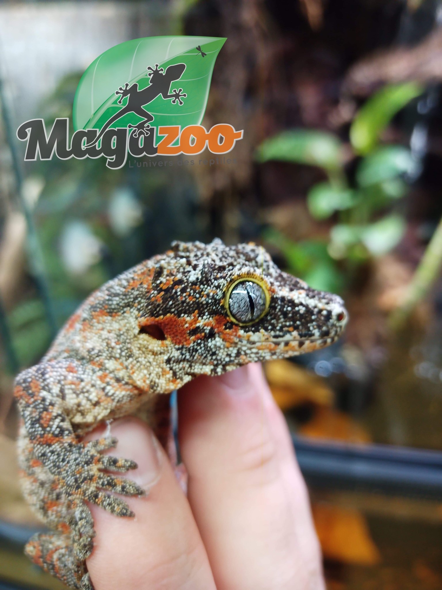 Magazoo Gargoyle gecko Orange Blotch Female adult
