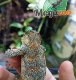 Magazoo Gargoyle gecko Orange Blotch Female adult