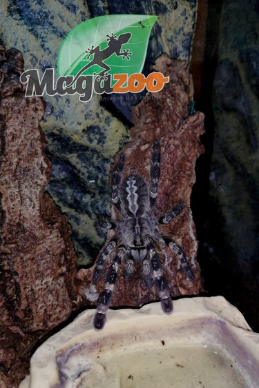 Magazoo Indian ornemental tarantula/Poecilotheria regalis (2.5'')