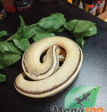 Magazoo Ball python Super Pastel Genetics Stripe (Female 2021)