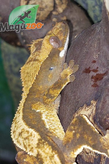 Magazoo Gecko à Crête Flame Harlequin pinstripe Bébé