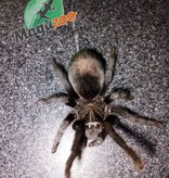 Magazoo Brazilian black tarantula (3'')/G. pulchra
