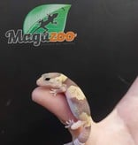 Magazoo Gecko à queue grasse Albino (Fat tail) Bébé