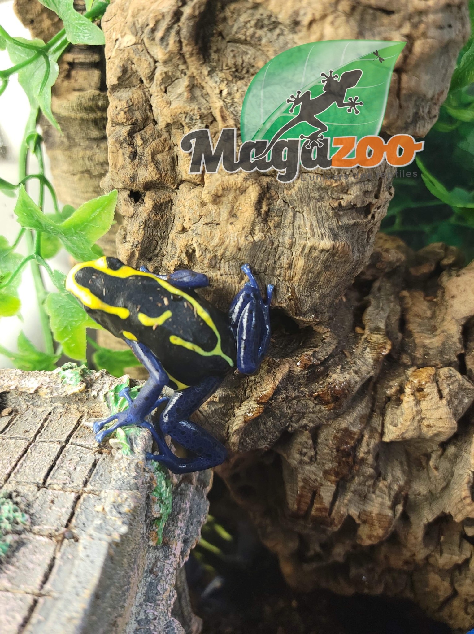 Magazoo Cobalt poison Dart frog  Adult