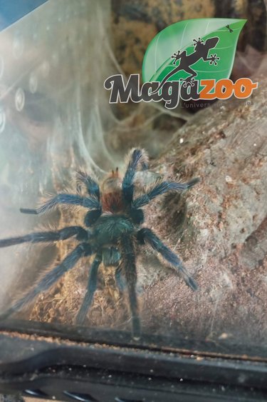 Magazoo Green Bottle Blue tarantula Male mature / Chromatopelma cyaneopubescens