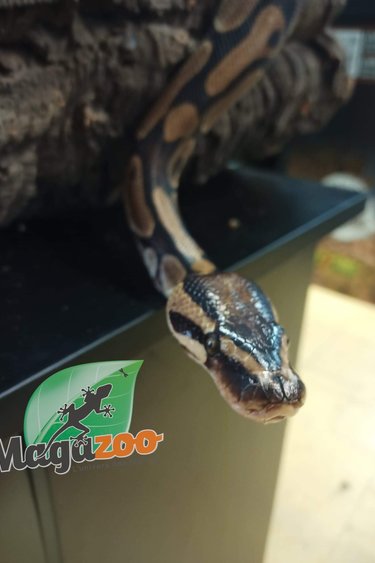 Magazoo Ball python 5 years old  Adult / Adoption - 2nd chance