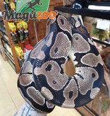 Magazoo Ball python 4 years old Adult / Adoption - 2nd chance