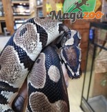 Magazoo Ball python 4 years old Adult / Adoption - 2nd chance
