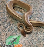 Magazoo Ball Python Genetic Stripe het. Red Axanthic het. Enhancer Female