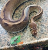 Magazoo Ball Python genetic stripe het enhancer female