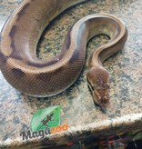 Magazoo Python royal génétique stripe het enhancer femelle