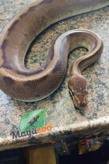 Magazoo Python royal génétique stripe het enhancer femelle