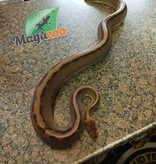 Magazoo Python royal génétique stripe het enhancer femelle