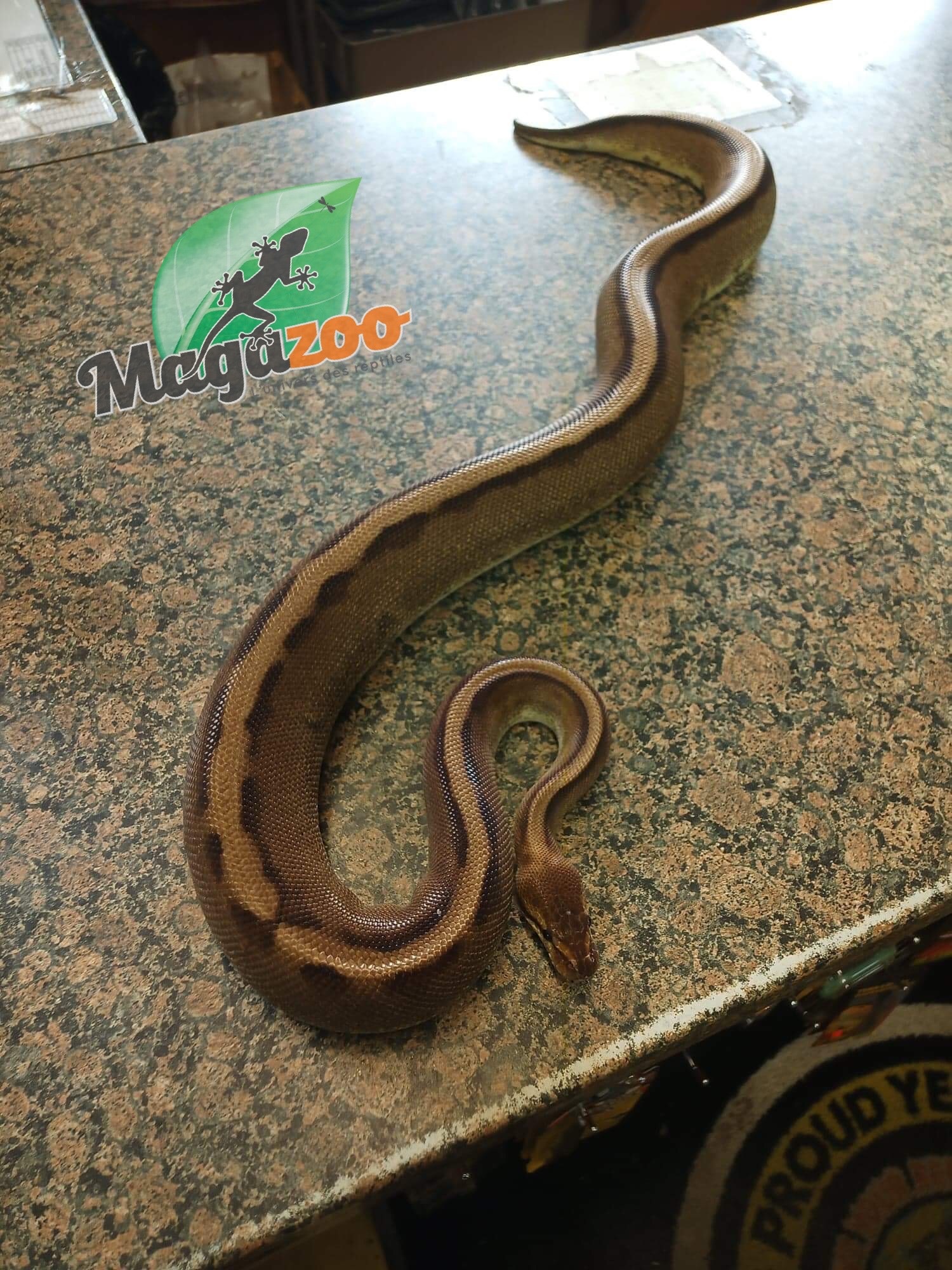 Magazoo Ball Python genetic stripe het enhancer female