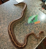 Magazoo Ball Python genetic stripe het enhancer female