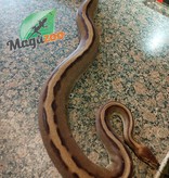 Magazoo Ball Python genetic stripe het enhancer female