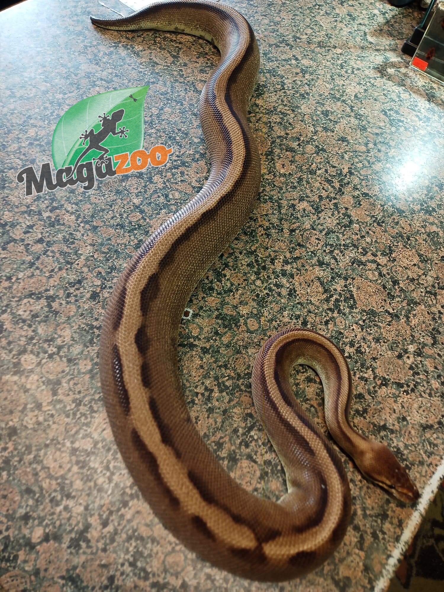 Magazoo Ball Python genetic stripe het enhancer female