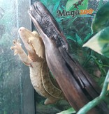 Magazoo Crested gecko Flame Pinstripe female adult