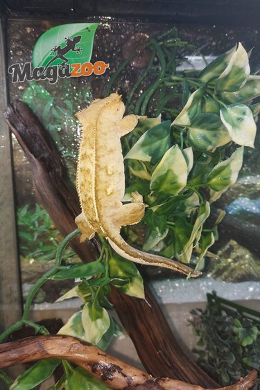 Magazoo Gecko à crête Flame Pinstripe femelle adulte