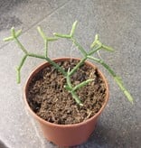 Magazoo Rhipsalis sp. plant