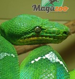 Magazoo Emerald tree boa Female adult