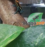 Magazoo Amazonian poison frog / Ranitomeya Amazonica 'Iquitos'