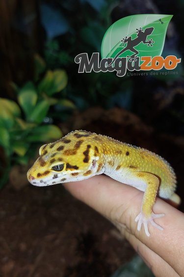 Magazoo Leopard gecko Male Mandarin (born April 13, 2022)